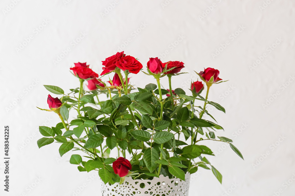 Beautiful red roses in pot on white background