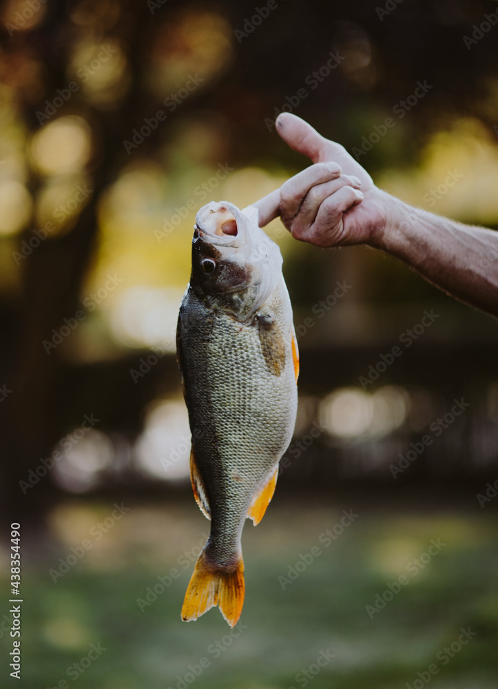 Fish hooked on a finger