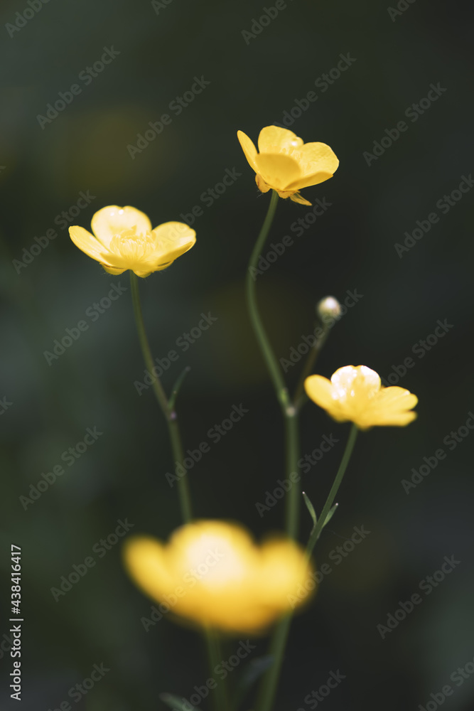 Closeup of yellow wildflowers on blurred green background