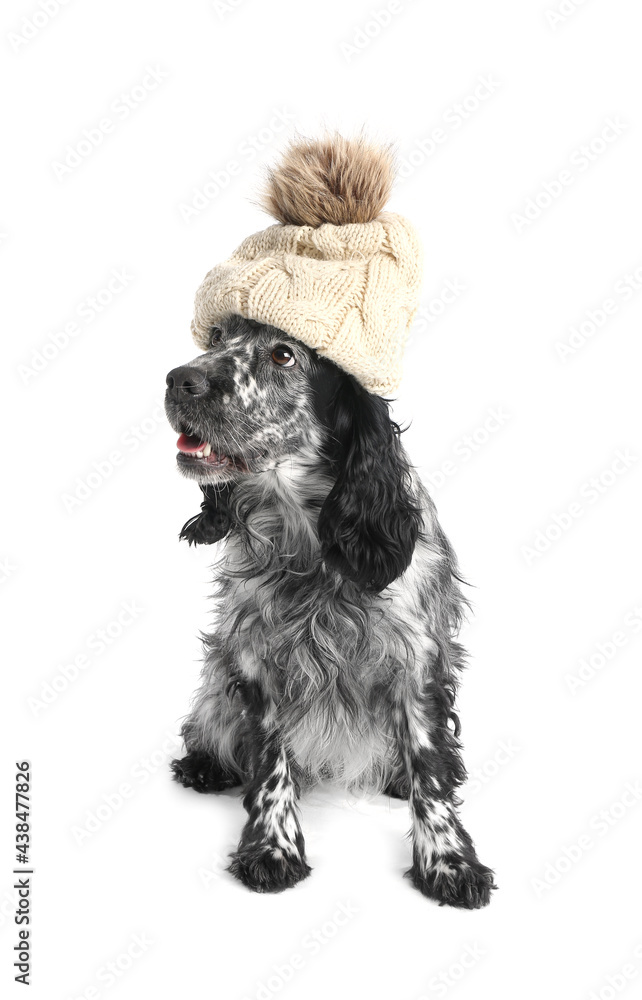 Cute dog in hat on white background