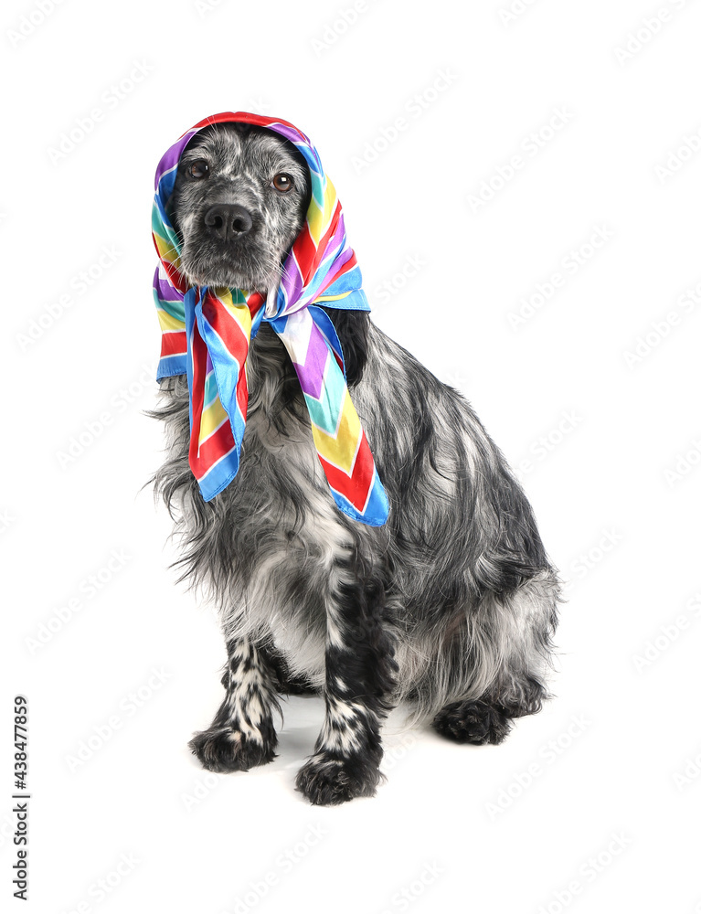 Cute dog in scarf on white background