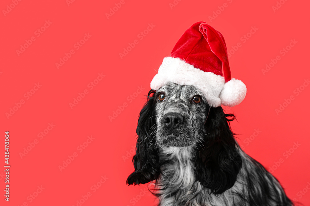 Cute dog in Santa hat on color background