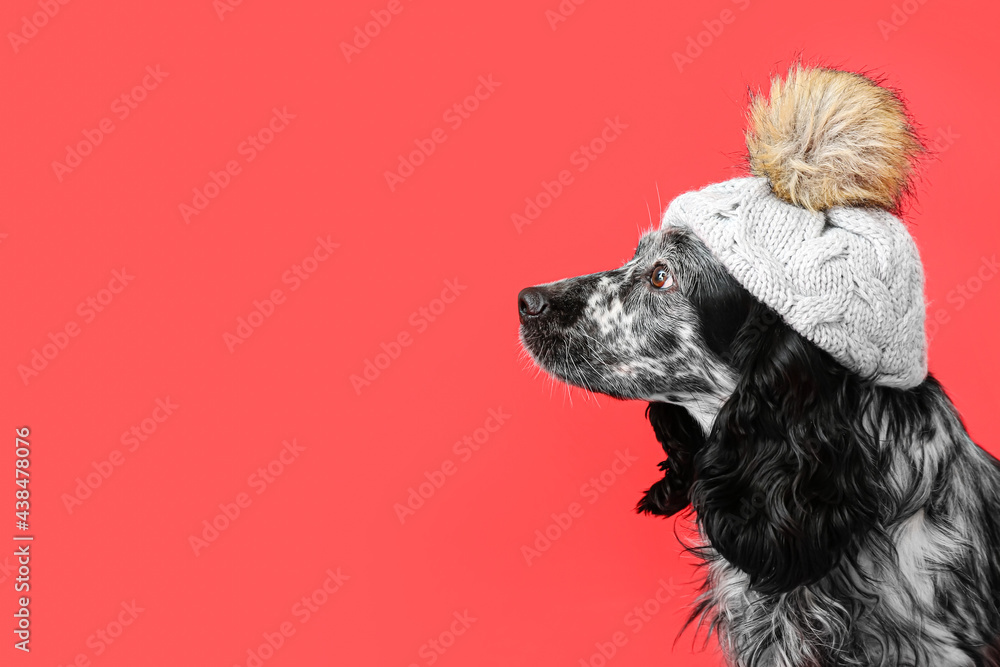 Cute dog in hat on color background