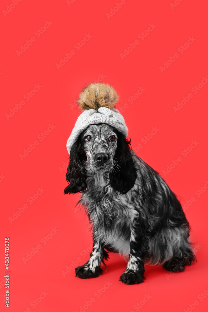 Cute dog in hat on color background