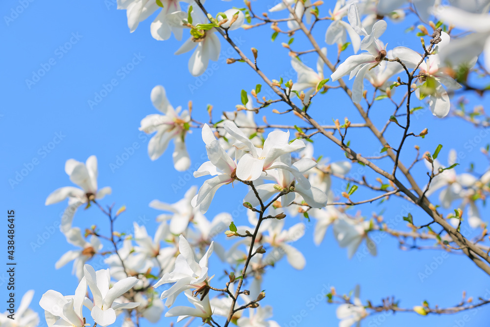 Blooming magnolia tree on sky background