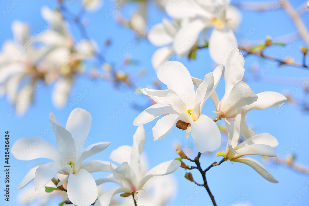 Blooming magnolia tree on sky background, closeup