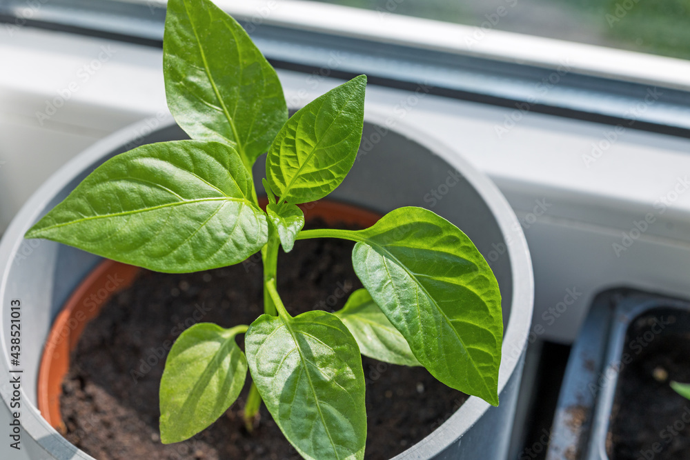 green pepper sprout