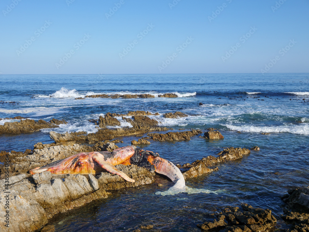 Dead southern right whale (Eubalaena australis) on the rocky shoreline near Hermanus. Whale Coast. W