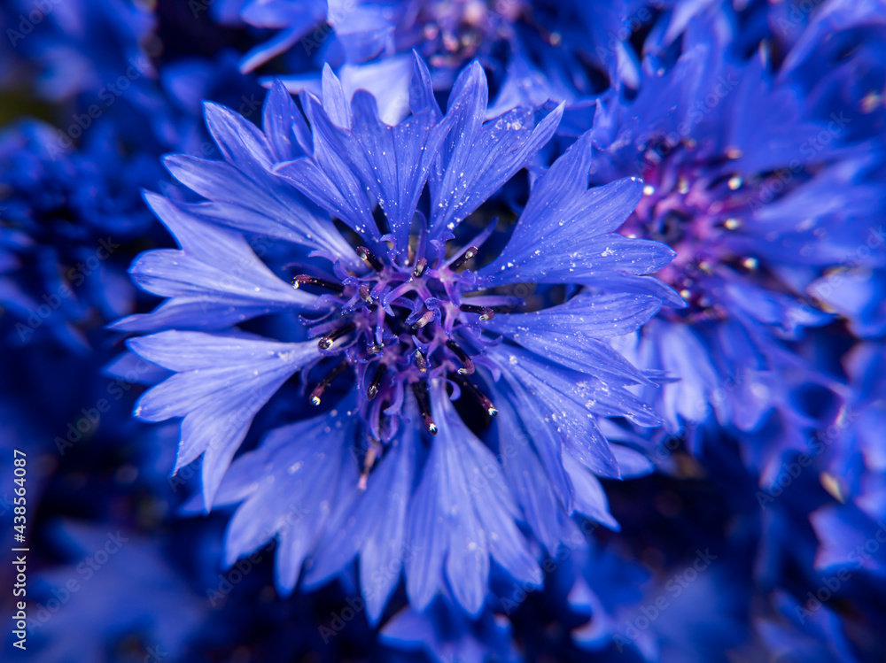 Bouquet of blue cornflowers