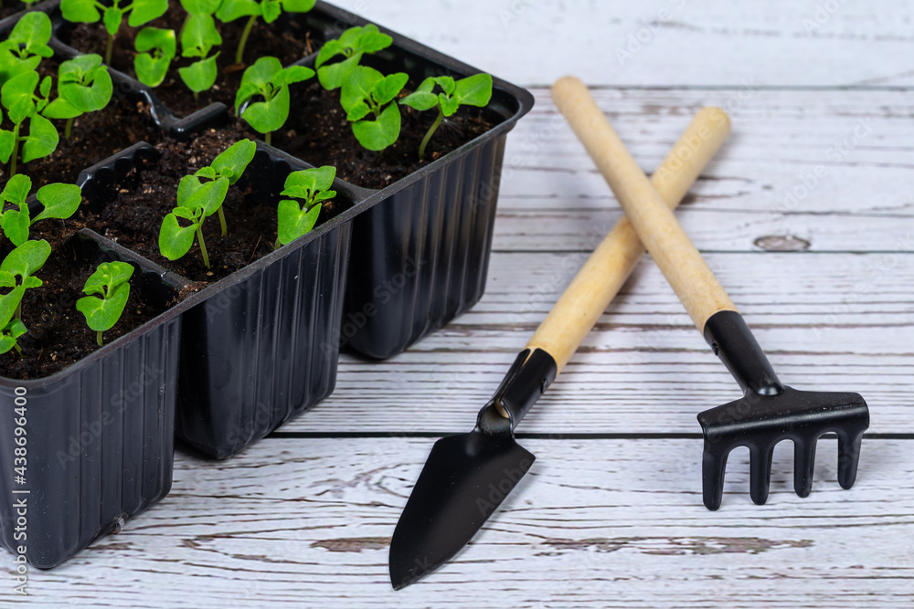 Close-up of green seedling.  germinated sprouts in black seedling tray.