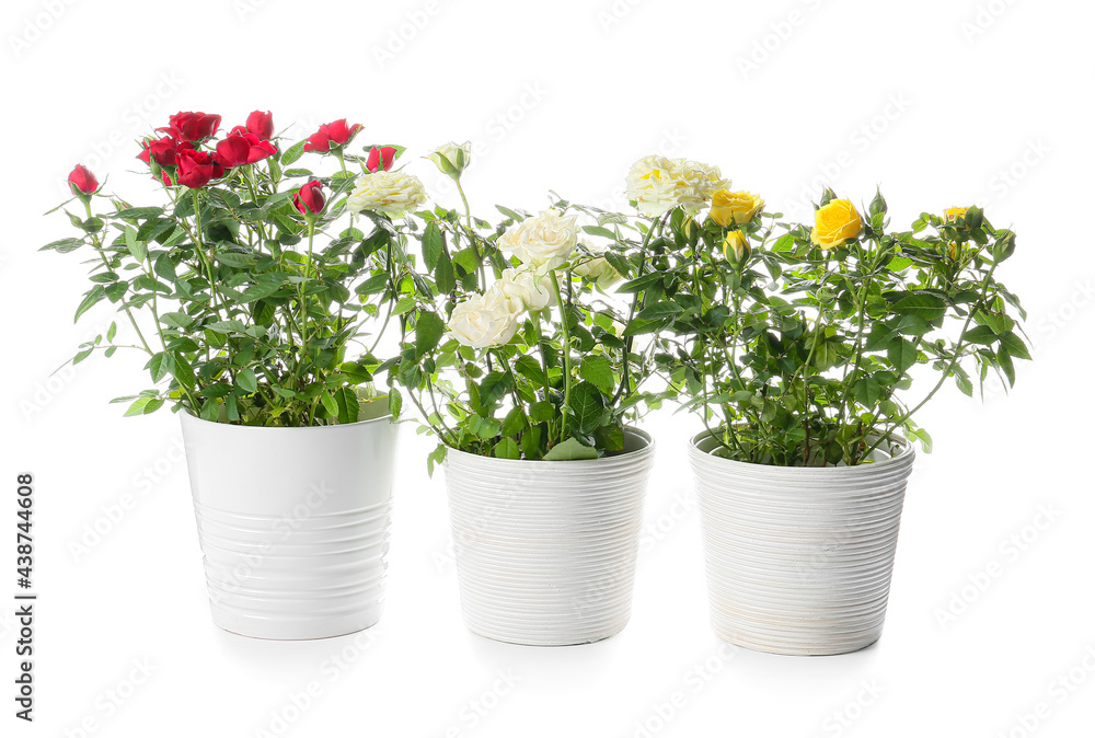 Beautiful roses in pots on white background