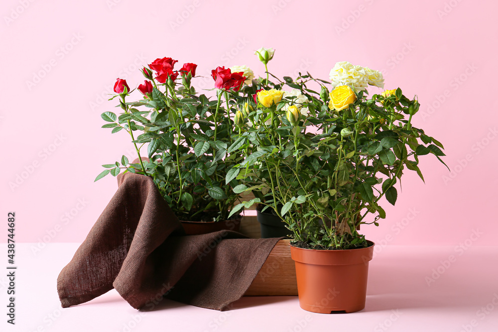 Beautiful roses in pots on color background