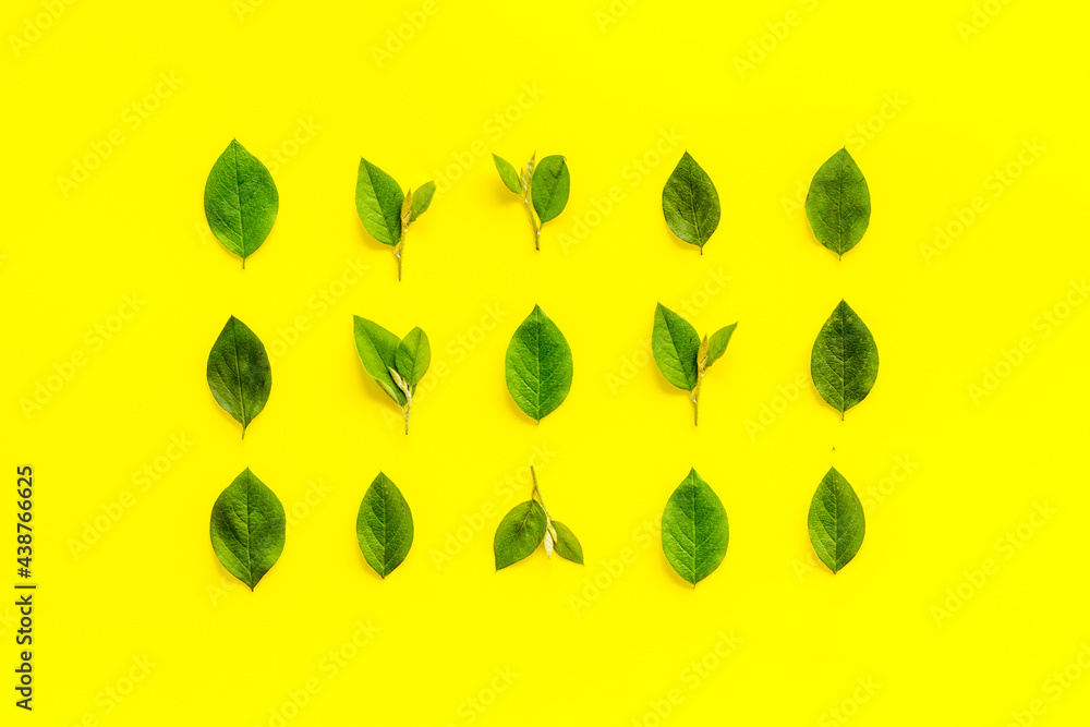 Frame of green leaf branches, top view. Floral pattern background