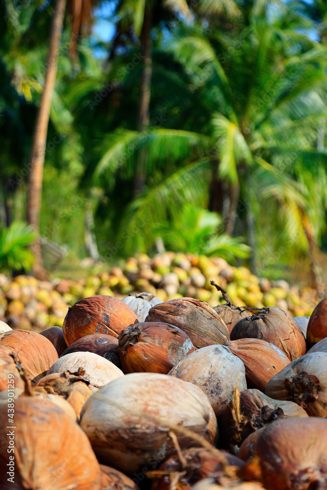 heap of coconut in coconut plantation