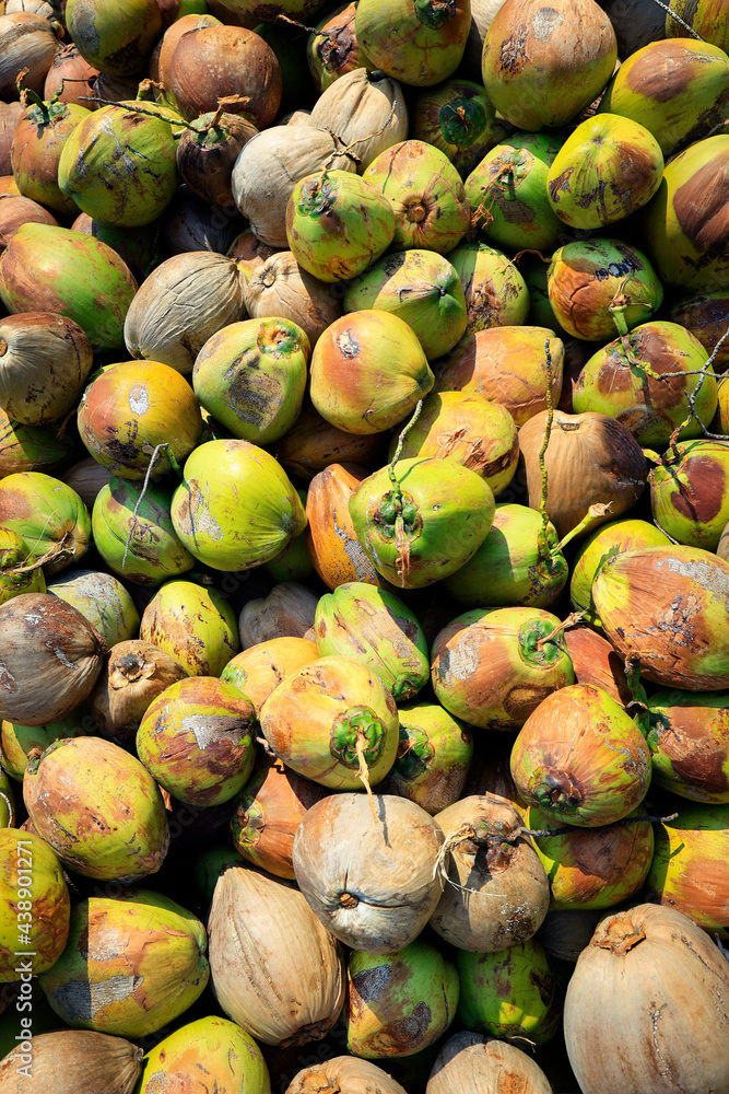 heap of coconut in coconut plantation