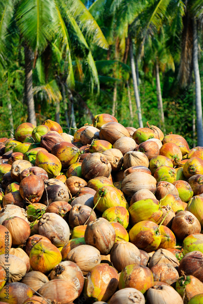 heap of coconut in coconut plantation