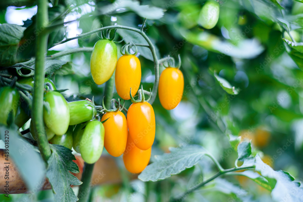 yellow cherry tomatoes hanging on tree in organic farm