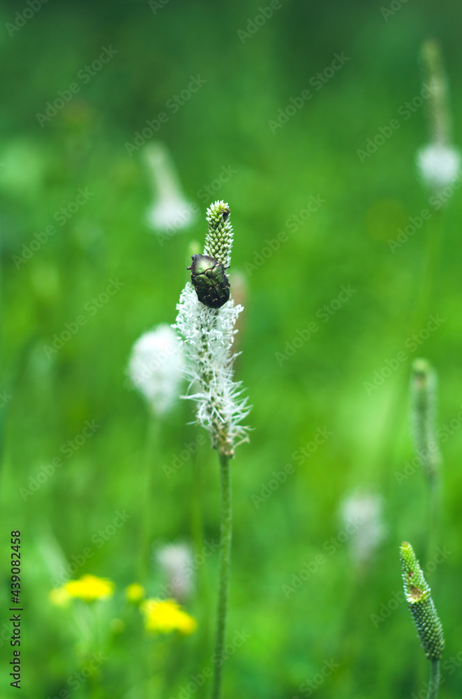 带甲虫的野花。