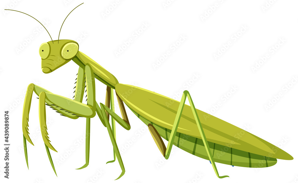 Mantid in cartoon style isolated on white background