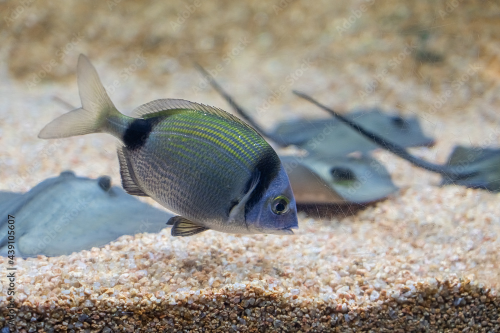 水族馆里五颜六色的热带异国鱼类的水下特写图片