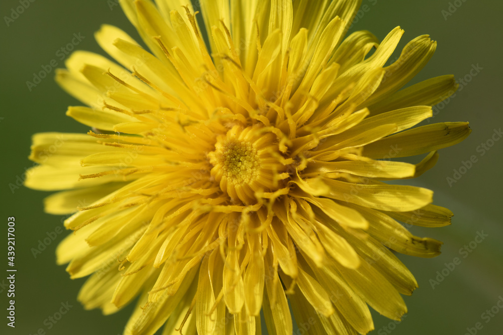 Yellow flowers dandelion, spring nature.