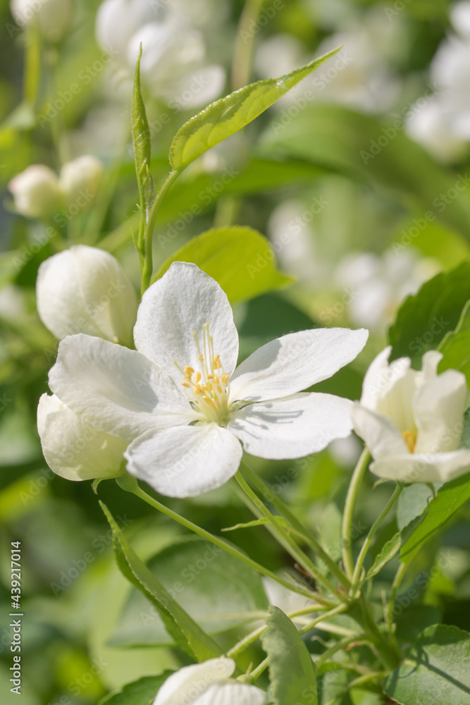 spring white flowers apple tree close up