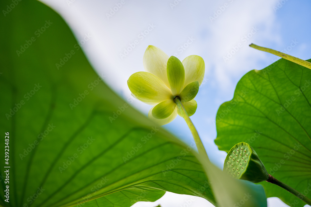 white lotus flower up to the sky