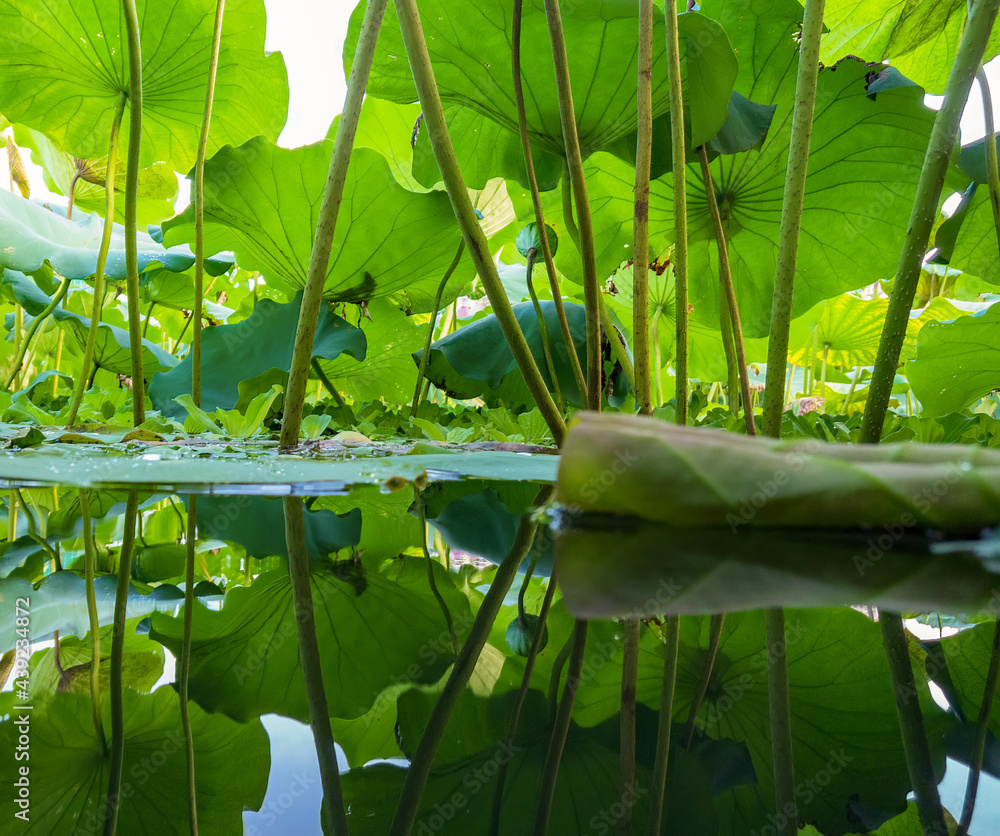 lotus leaves from low angle view