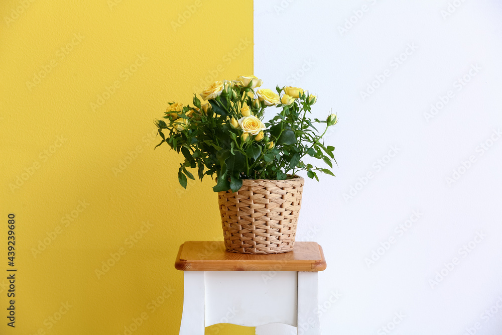 Beautiful yellow roses in pot on table near color wall