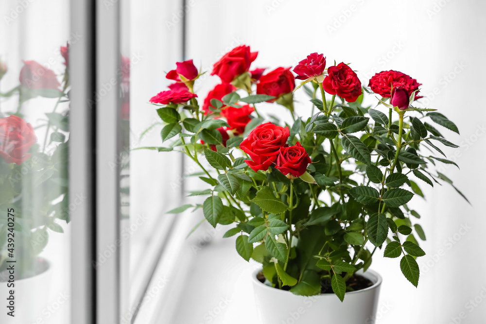 Beautiful red roses in pot on windowsill