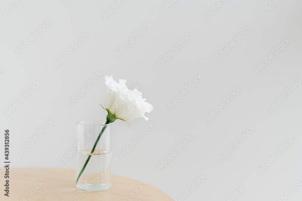 White peony in a cleared vase