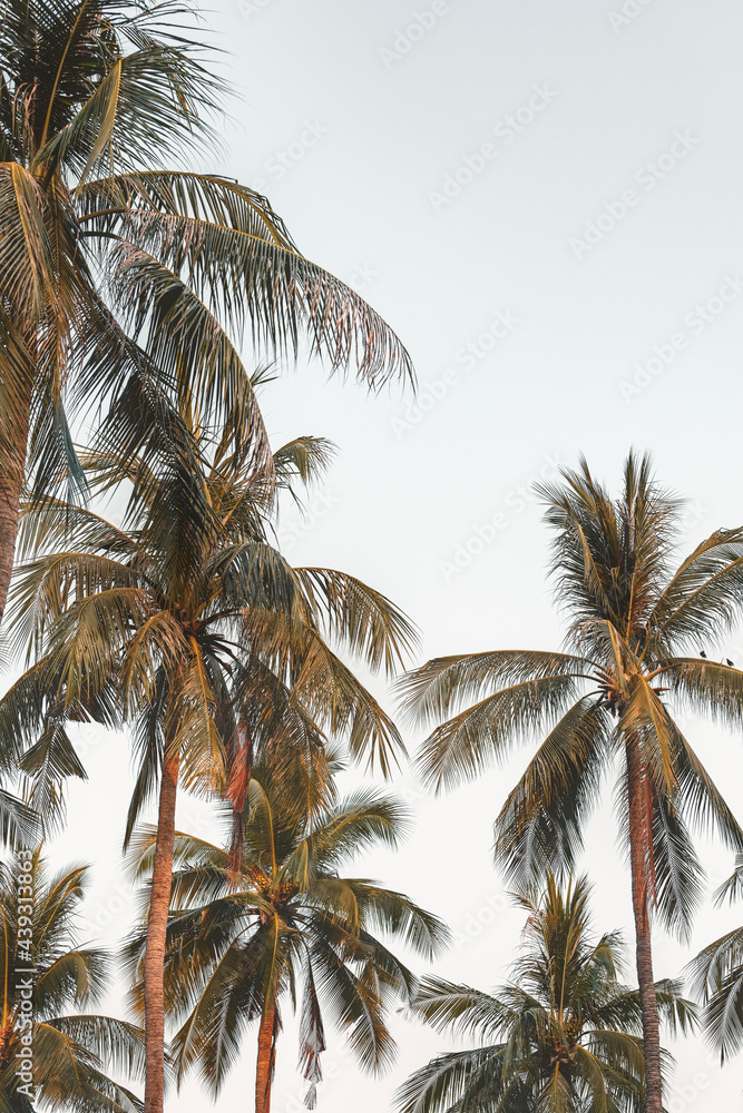 Coconut palm trees with sky background