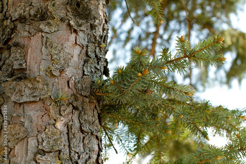 Close-up Of ATree