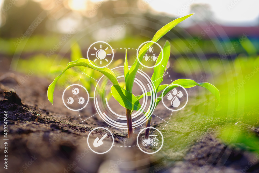 Maize seedling in cultivated agricultural field with graphic concepts modern agricultural technology