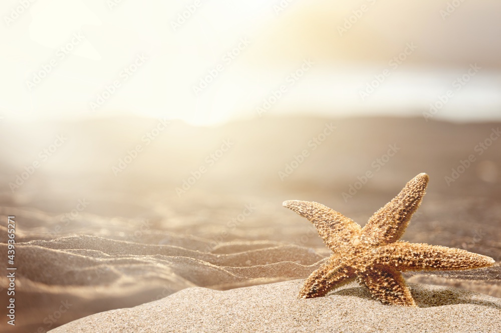 Starfish.