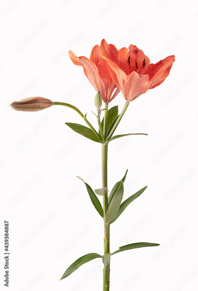 Orange lilia flower isolated on white background.