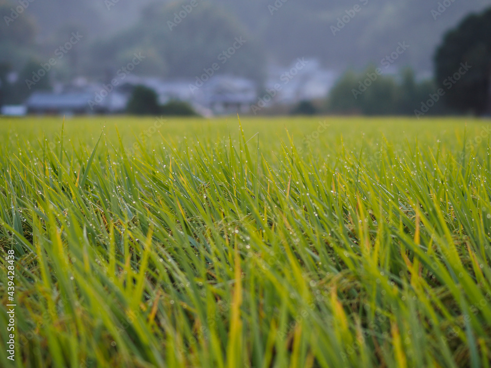 奈良県明日香村の朝露に濡れた稲穂