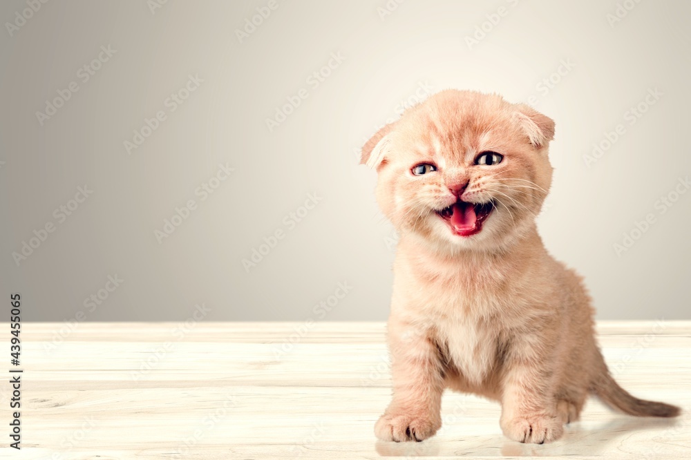 One cute small striped kitten on the desk.