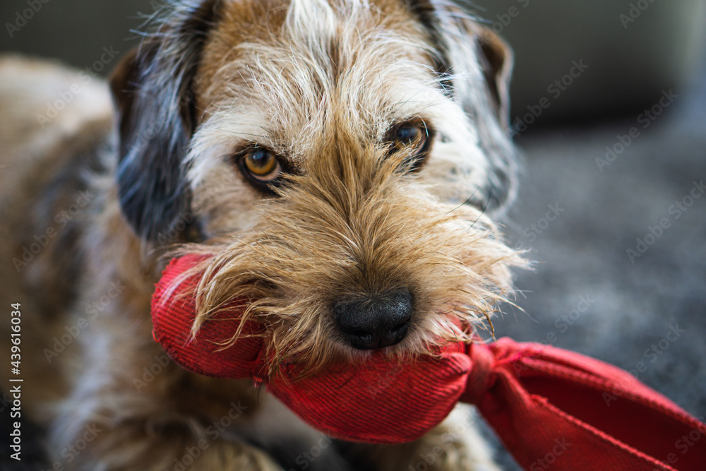 Hund am spielen