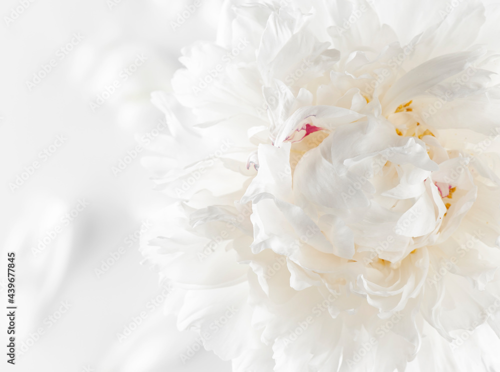 White peony flower with petals on white background. 