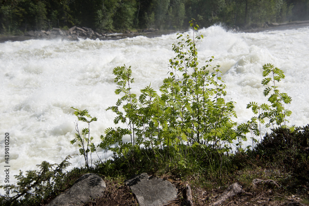 Small tree growing on the side of a river.