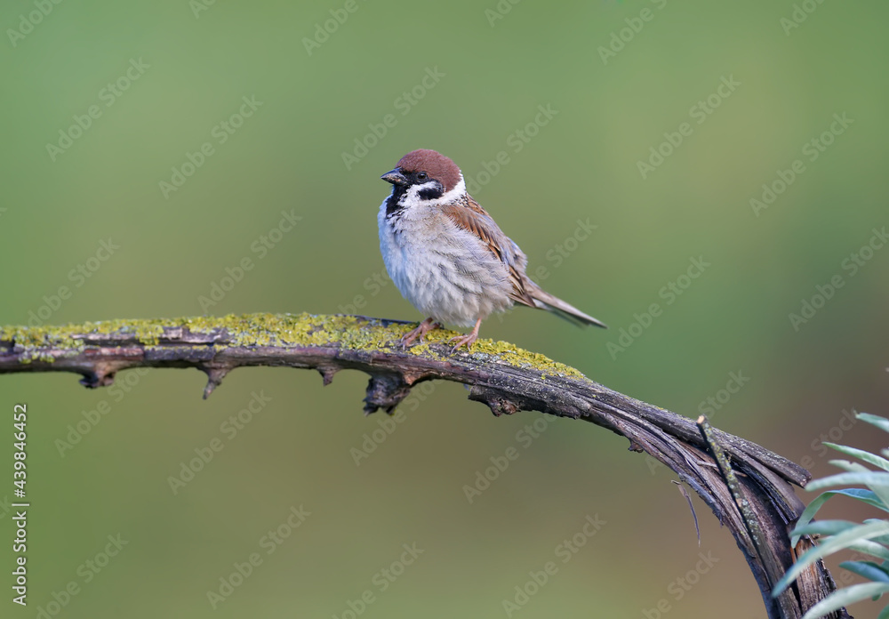 一只成年欧亚树麻雀（Passer montanus）在树枝上对着柔软的花丝特写