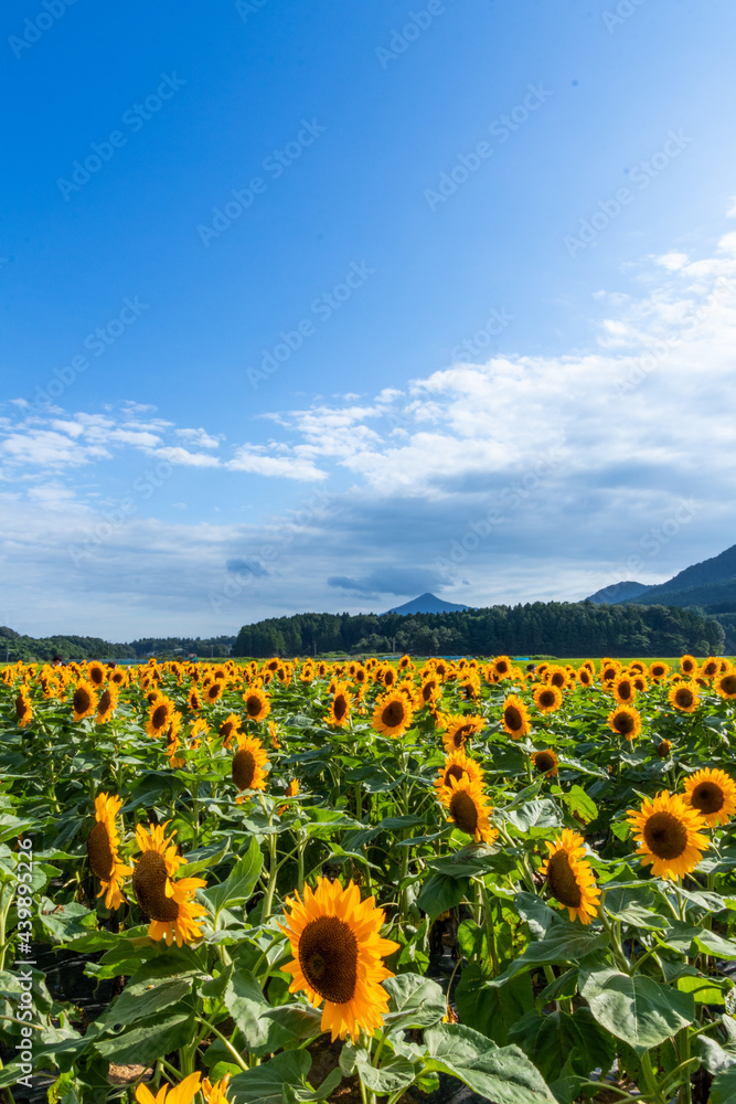 新潟県上堰潟公園のひまわり畑