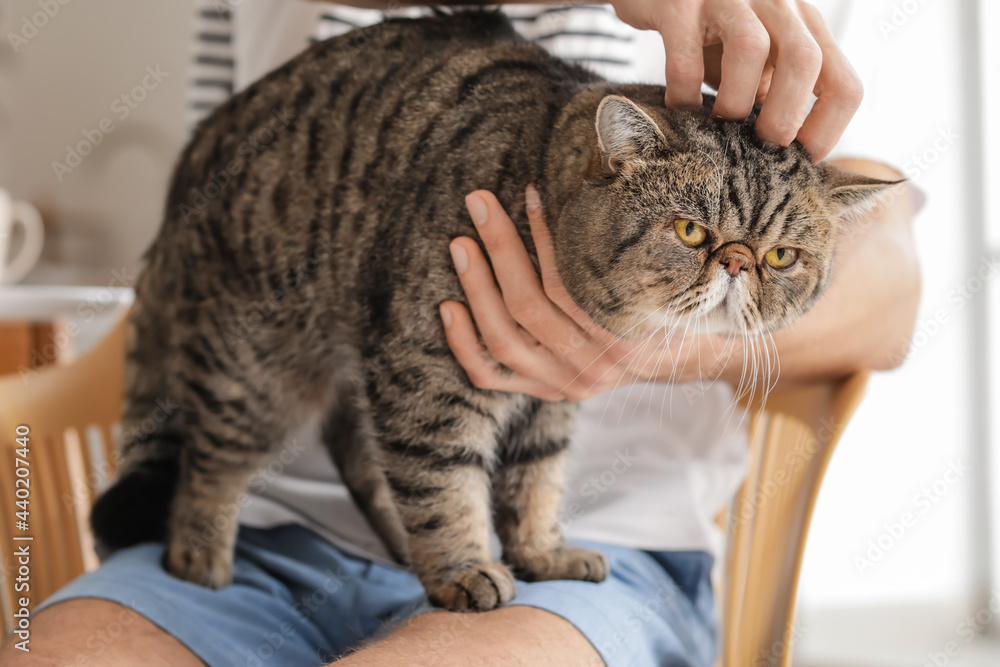 年轻人带着可爱的猫在厨房，特写镜头