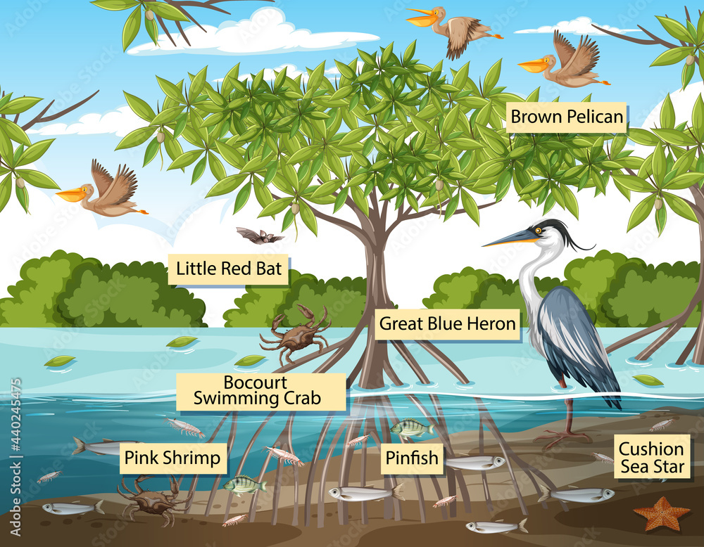 红树林场景中带有标签名称的野生动物