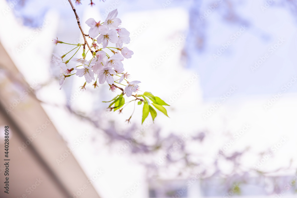 ピンク色が綺麗な満開の桜の花