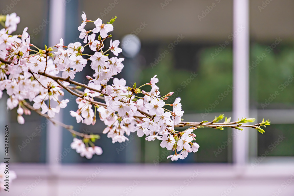 都会に咲く満開の桜の花