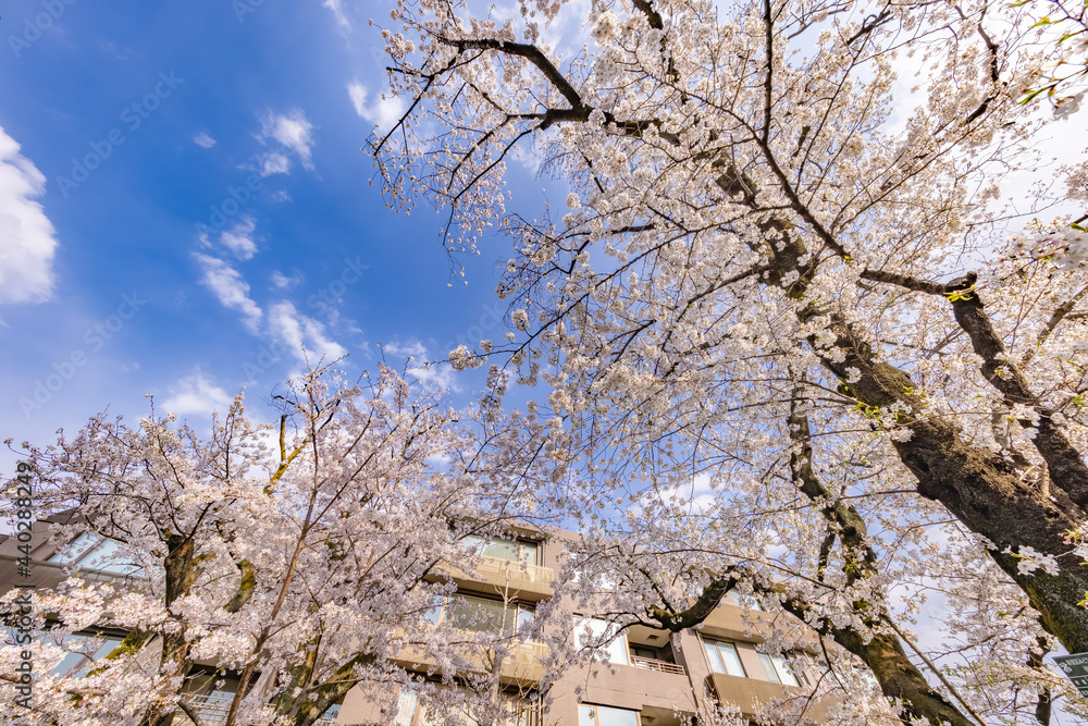 都会に咲く満開の桜の花