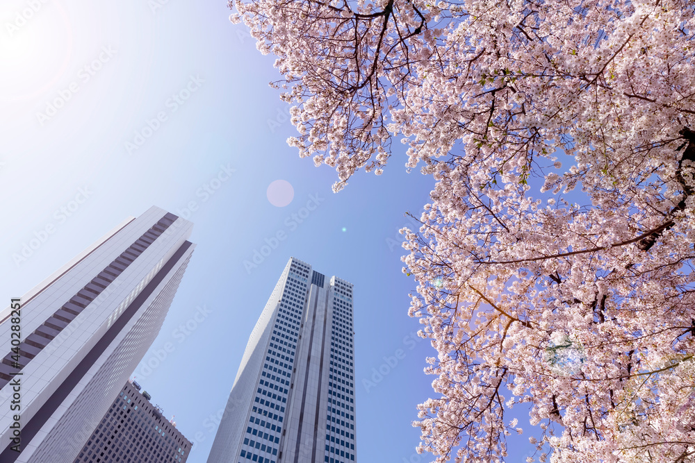 都会に咲く満開の桜の花