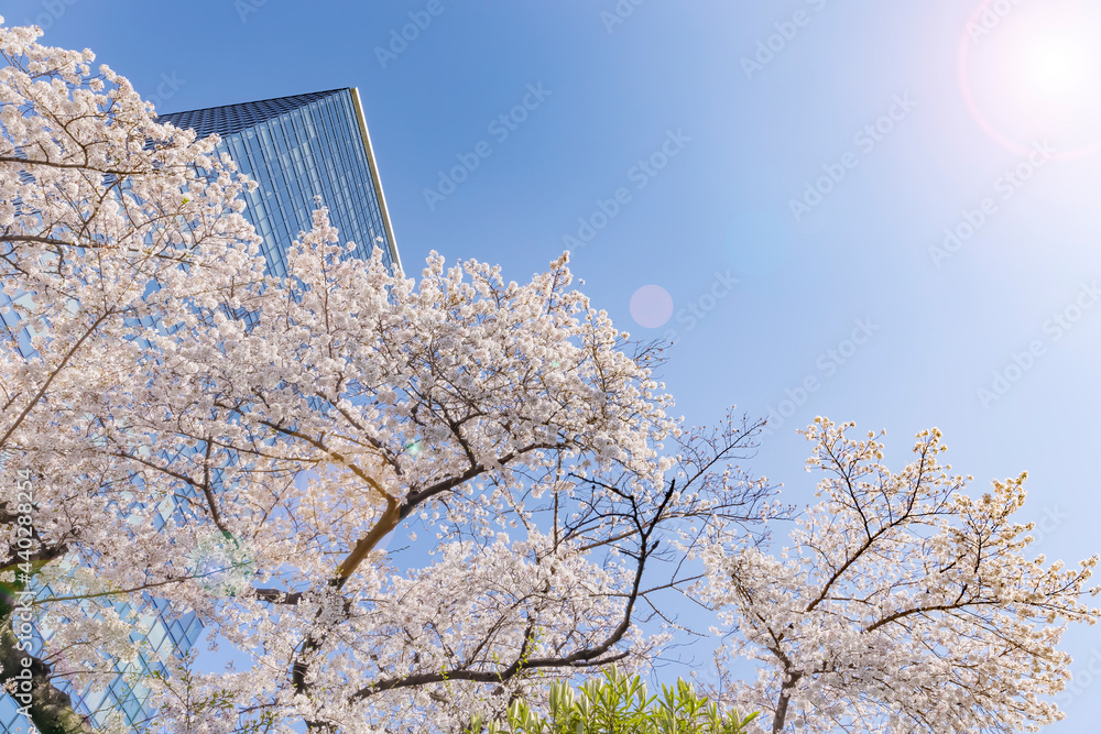 都会に咲く満開の桜の花